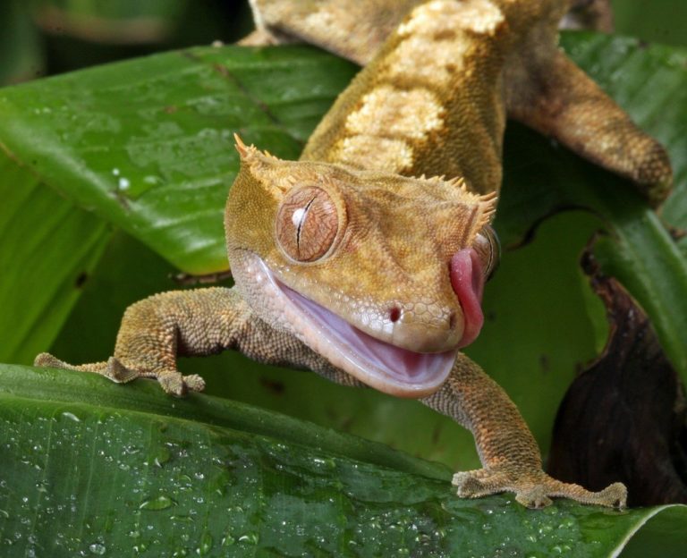 gecko, tongue, flicking