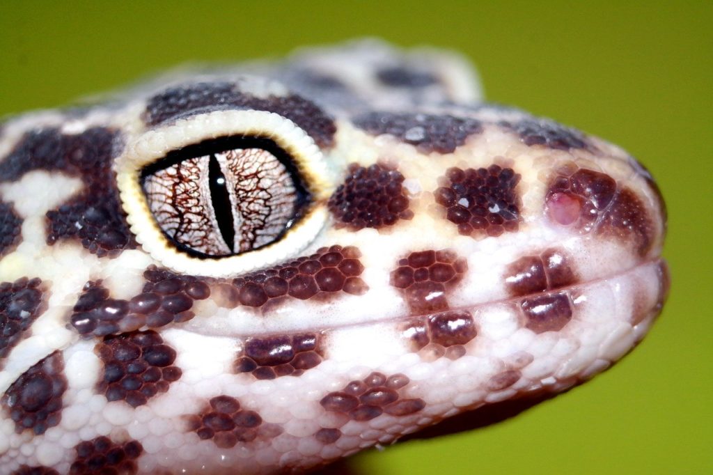 the lizard, reptiles, leopard gecko